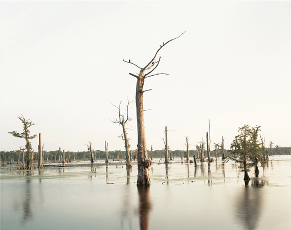 Cypress Swamp, Alligator Bayou, Prairieville, Louisiana, 1998 Richard Misrac Southern