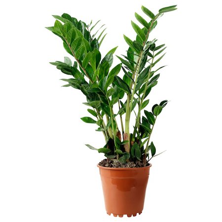 ZAMIOCULCAS Potted plant - Aroid palm - IKEA