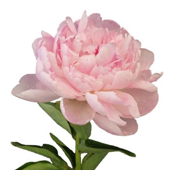Blush Peony Flower October Delivery | FiftyFlowers.com