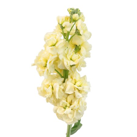 Stock Light Yellow Flower | FiftyFlowers.com