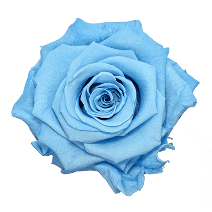 blue roses - Google Search