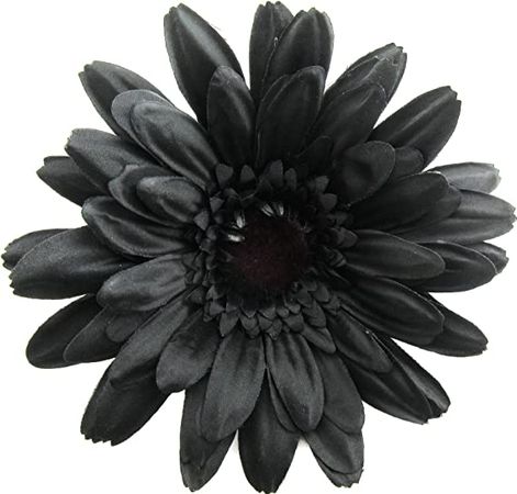 black daisy