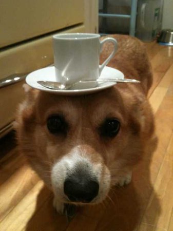 dog sipping tea - Google Search