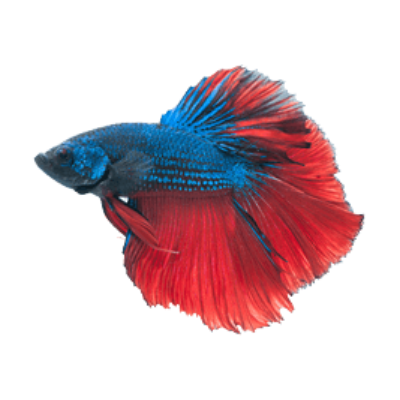 fish red blue