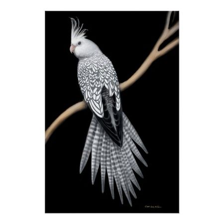 Whitefaced Pearl Pied Cockatiel Poster | Zazzle.com