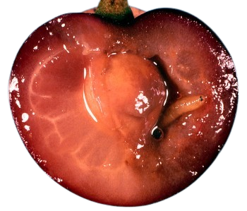 cias pngs // worm in an apple