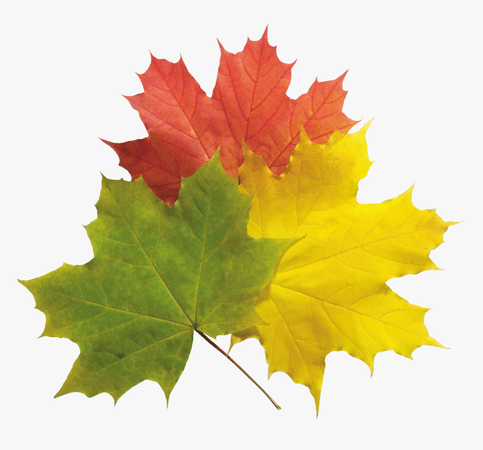 100-1005964_real-fall-leaves-png-real-fall-leaves-transparent.png (860×801)