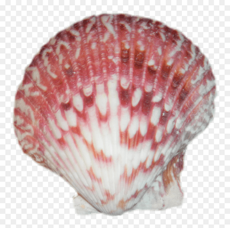 shell png