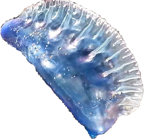 jellyfish blue jellyfish sea life sticker by @nancyahenry
