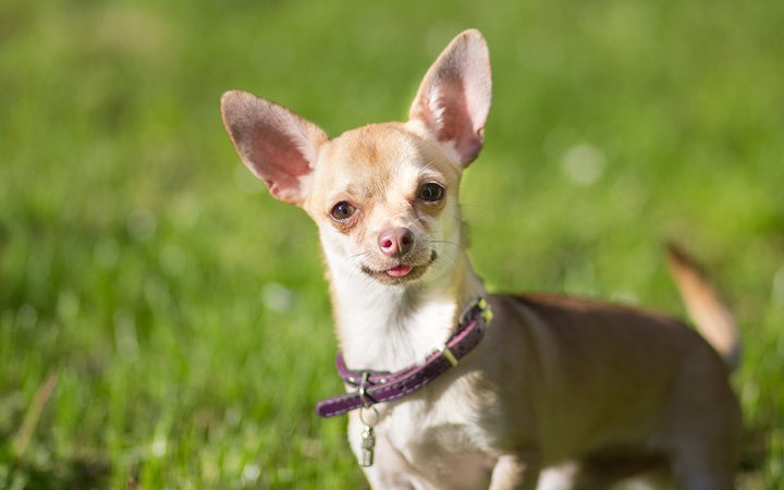 Chihuahua dog pet