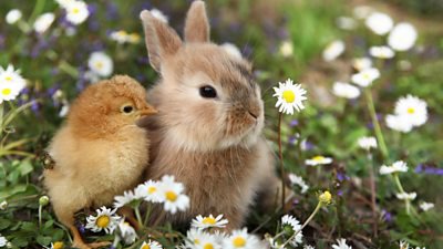 Rabbit and Chick