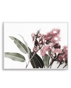 Eucalyptus Art Print | Flowering Gum Nut Leaf Photographic Poster – Olive et Oriel | Shop Art & Framing Online