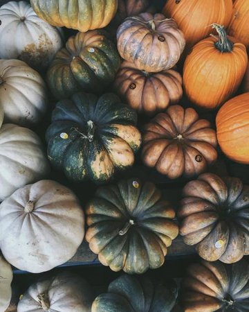 pumpkins | tumblr | (itsgettingtooemotional)