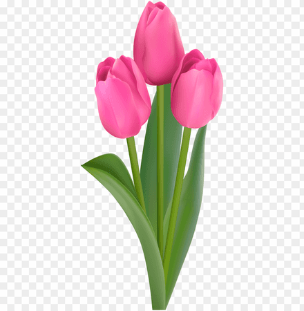ink-tulips-transparent-clip-art-flower-11563586019hrbxgsucer.png (840×859)