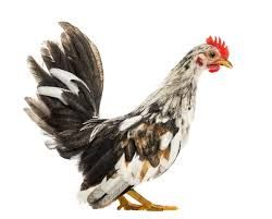 spotted chicken png - Google Search