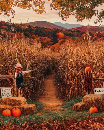 corn Halloween maze