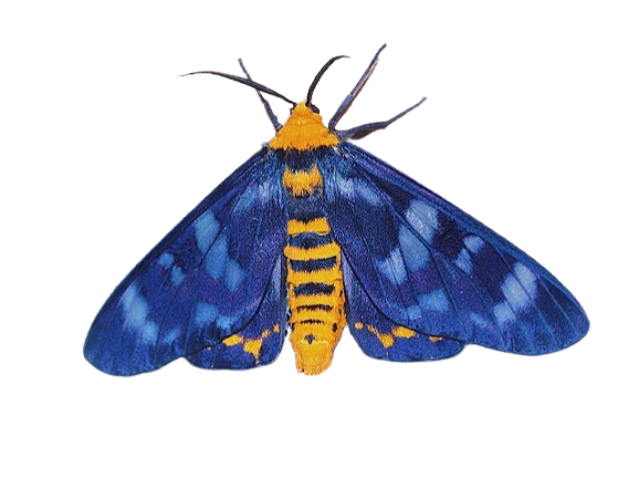 blue and yellow moth
