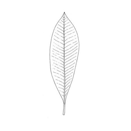 10 Different Ways to Draw - Leaves – Lomond Paper Co.
