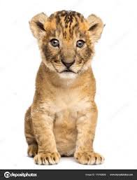 lion cub sitting - Google Search