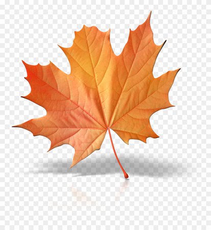 337-3371405_one-fall-leaf-png-clip-art-single-fall.png (880×960)