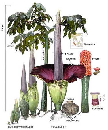 corpse flower life cycle