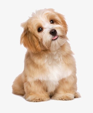 Lovely Long-haired Dog Tongue Red Dogs, Dog, Clipart, Tongue PNG Image and Clipart for Free Download