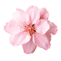 Pink sakura flower isolated on transparent background. AI Generated 24856600 PNG