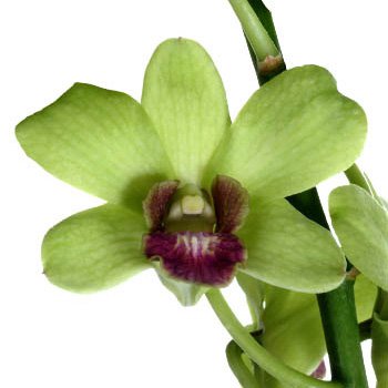 Jade Green Loose Orchid Blooms| FiftyFlowers.com