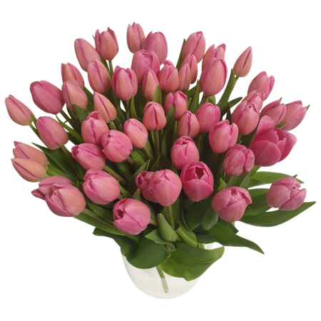 Bundt med 50 stilke pink tulipaner