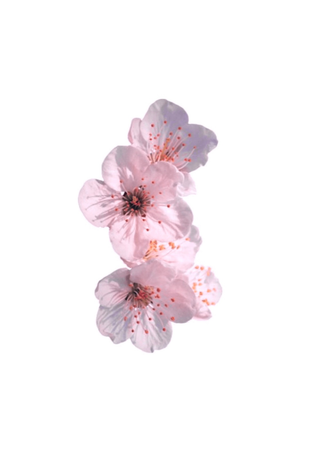 pink cherry blossom flowers png sakura