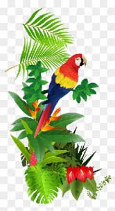 tropical parrot png - Google Search