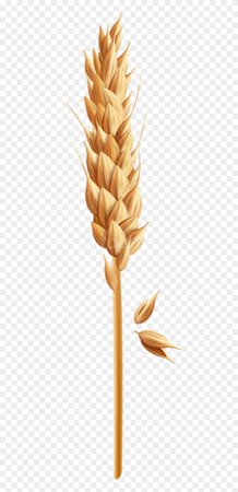 Free Png Download Wheat Grain Clipart Png Photo Png - Grain Of Wheat Clipart, Transparent Png - 480x1675(#1739397) - PngFind
