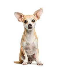 chihuahua png - Google Search