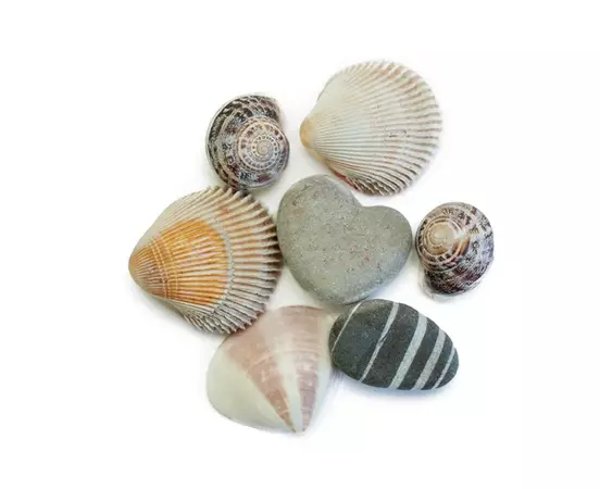 sea shell rock