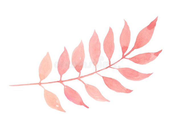 Isolated Pastel Pink Leaf on White Background Stock Vector - Illustration of abstract, natural: 109076151