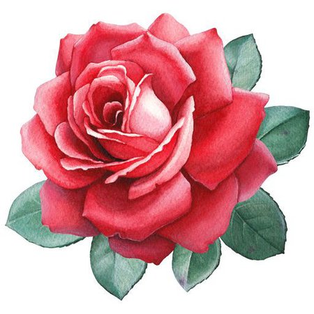 Red Watercolor Rose