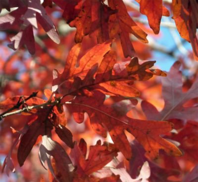 red-leaves-400x368.jpg (400×368)