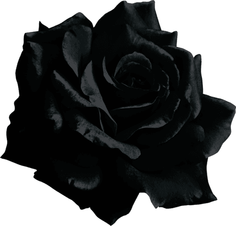 black rose - Google Search