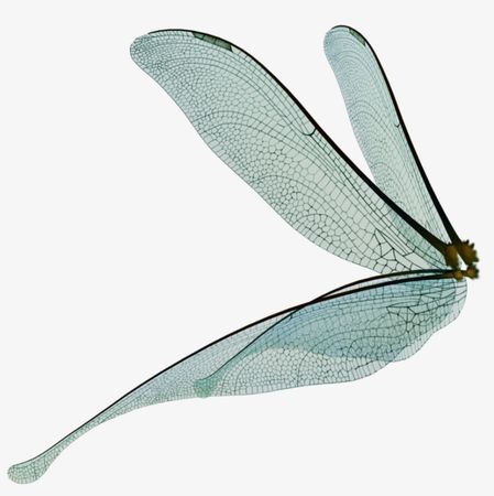 Dragonfly Fairy Wings Render By Frozenstocks On - Fairy Wings Png Transparent Transparent PNG - 916x872 - Free Download on NicePNG