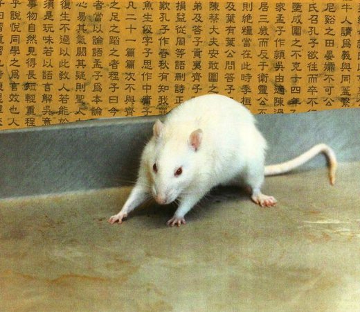 rat lab