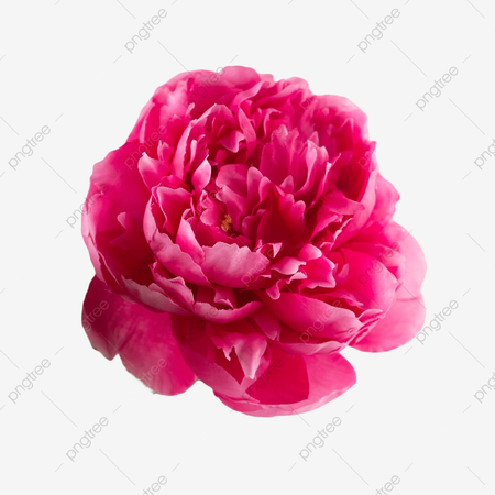 Peony Flowers Flower Leaves, Peony, Fresh Flowers, Red PNG Transparent Image and Clipart for Free Download