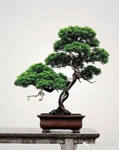 Bonsai Japan :: Japanese white pine | บอนไซ