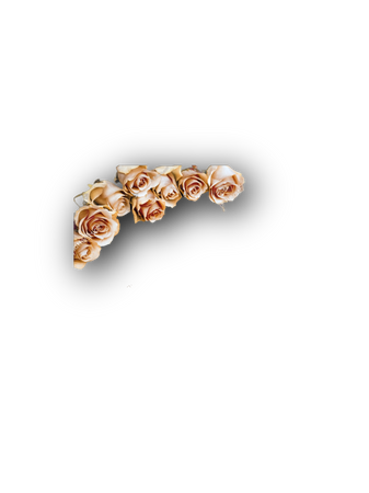 roses flowers florals
