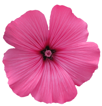 Tropical Icon Flower Clipart (pink)