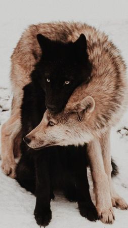 Jon and Elli as wolves