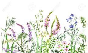 wild flowers on white background - Google Search