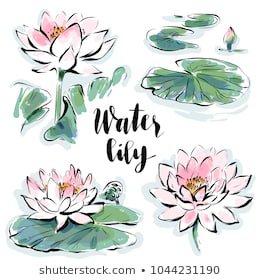 Water Lilies Drawing Images, Stock Photos & Vectors | Shutterstock