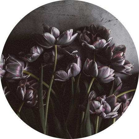 Dark tulips – MALERIFABRIKKEN