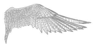 falcon wings - Google Search