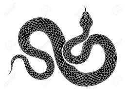 black snake on white background - Google Search